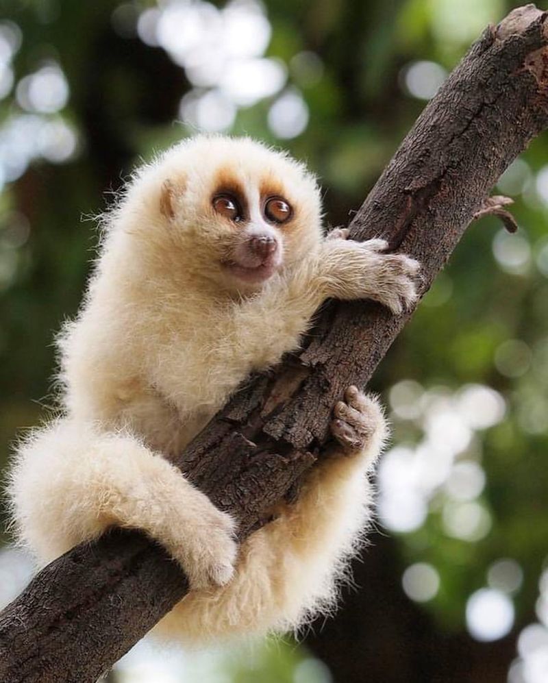 Javan Slow Loris