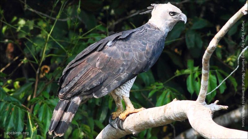 Harpy Eagle