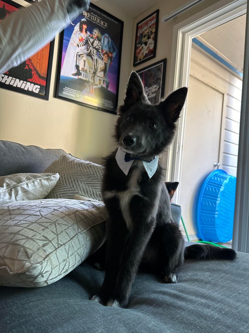 Jindo Border Collie