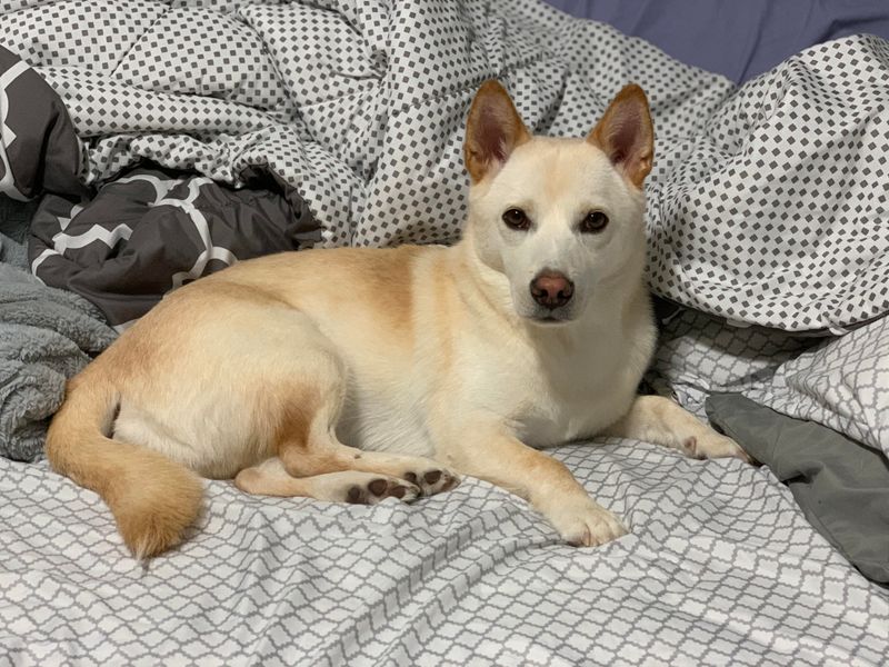 Jindo Chihuahua