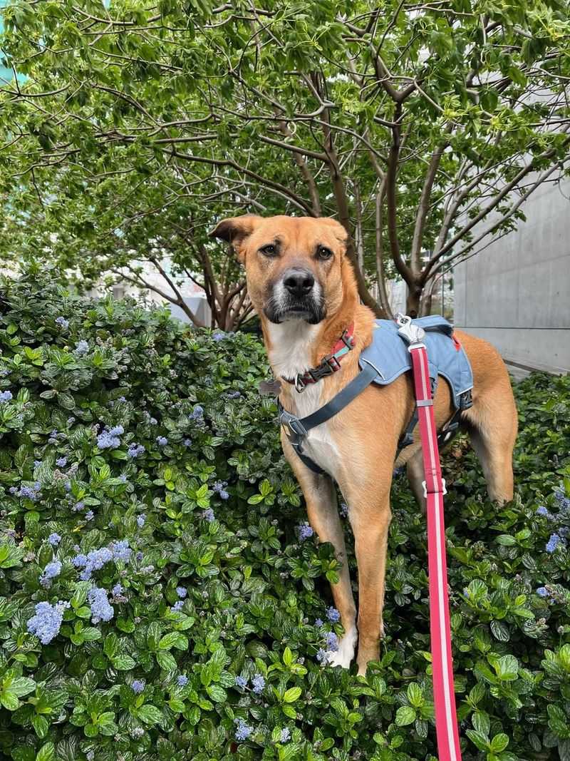 Jindo Great Dane