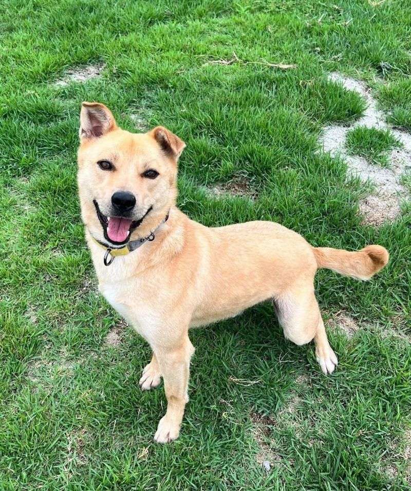 Jindo Labrador