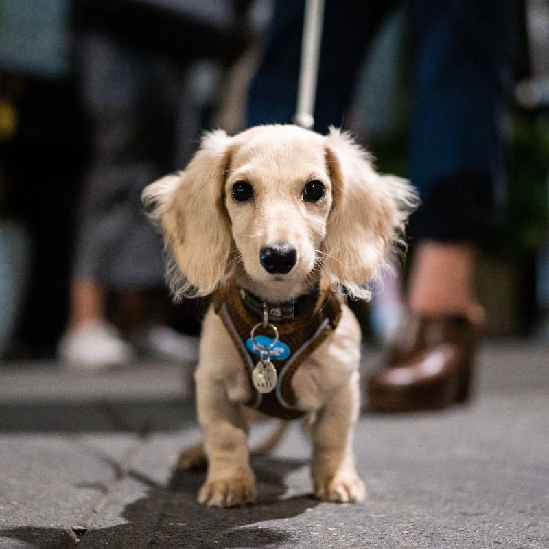 Jindo Dachshund