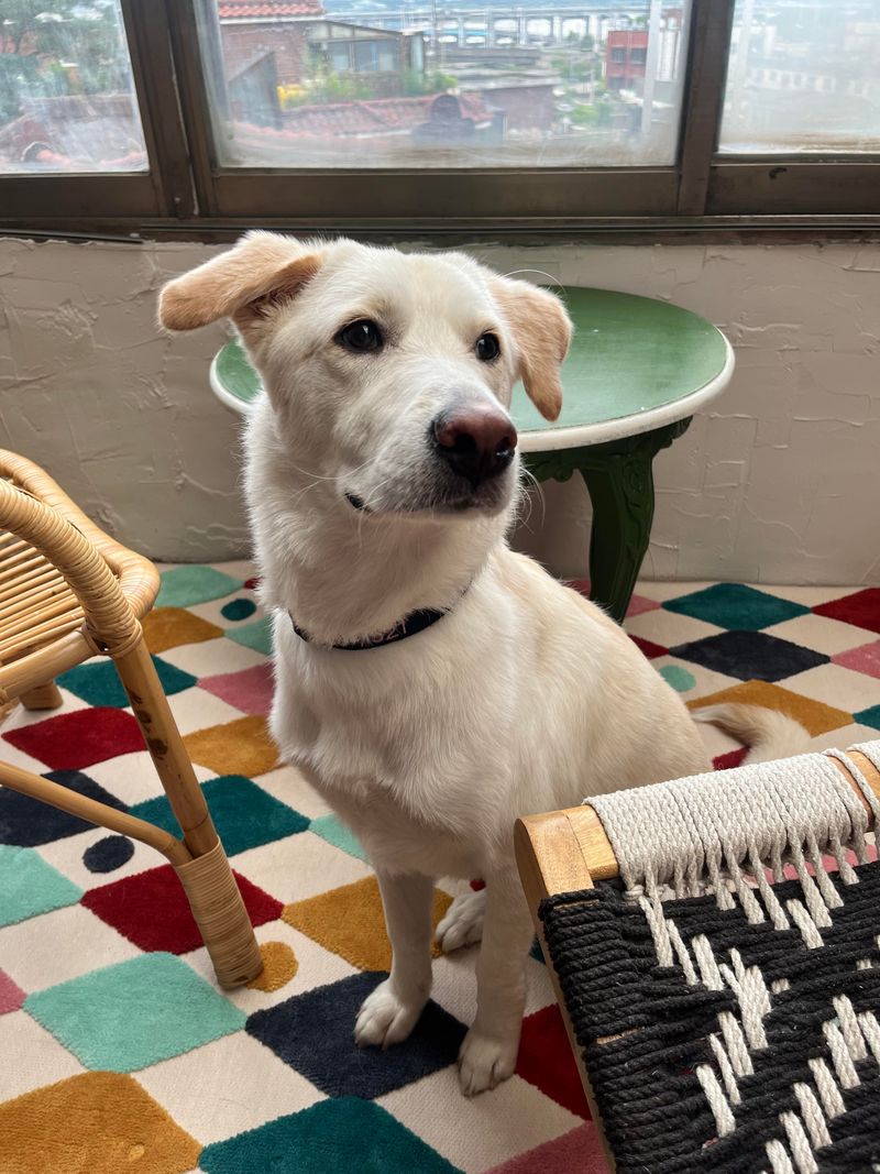 Jindo Golden Retriever