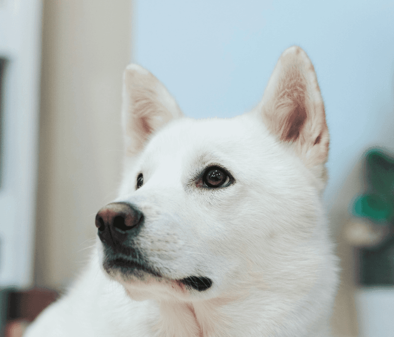 Jindo Husky