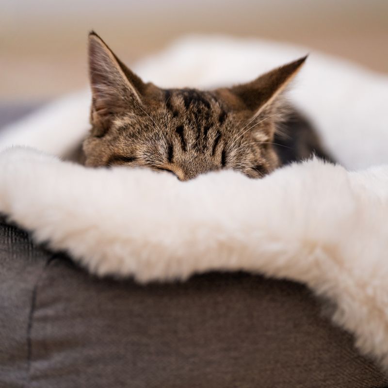 Heated Cat Blanket