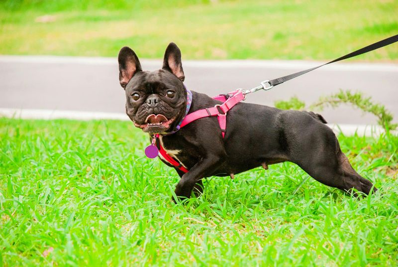 Leash Pulling