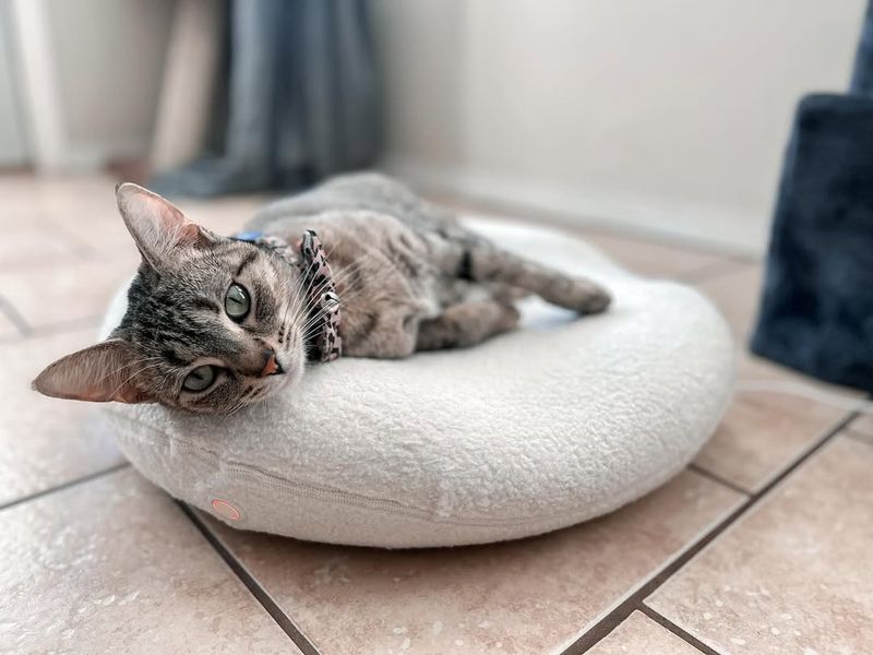 Orthopedic Cat Bed