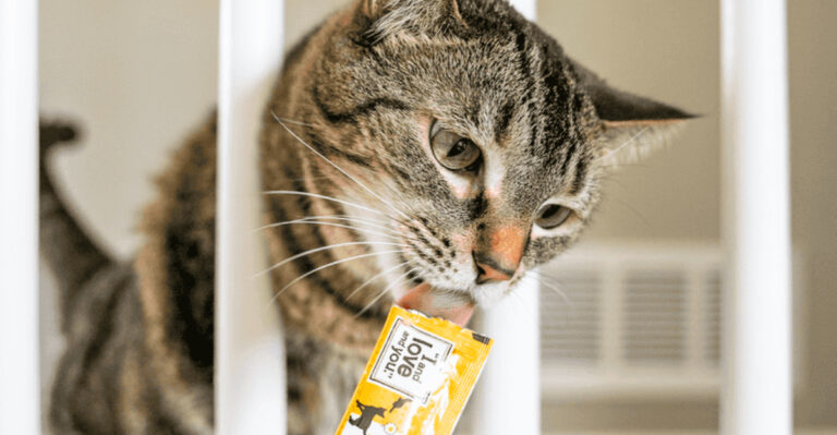 Just 27 Things That Your Elderly Cat Will Thank You For Buying