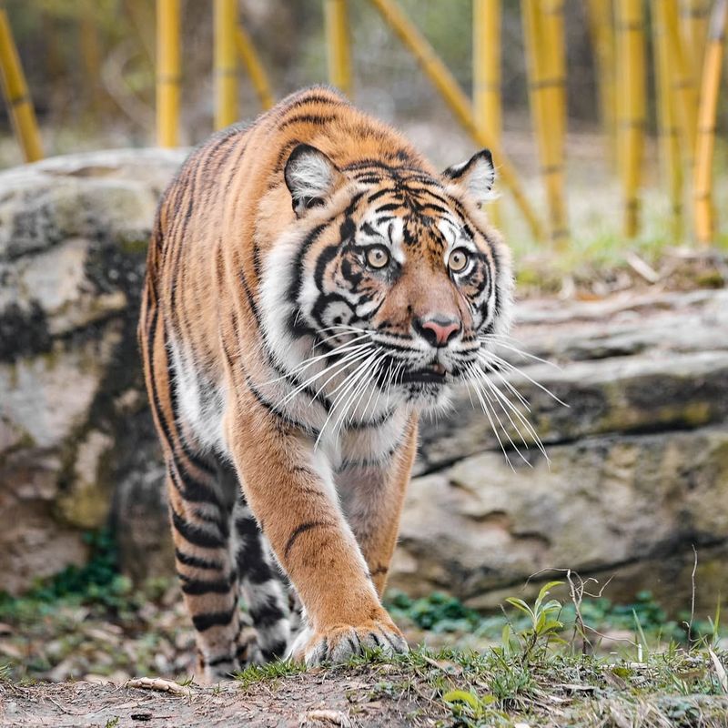 Sumatran Tiger