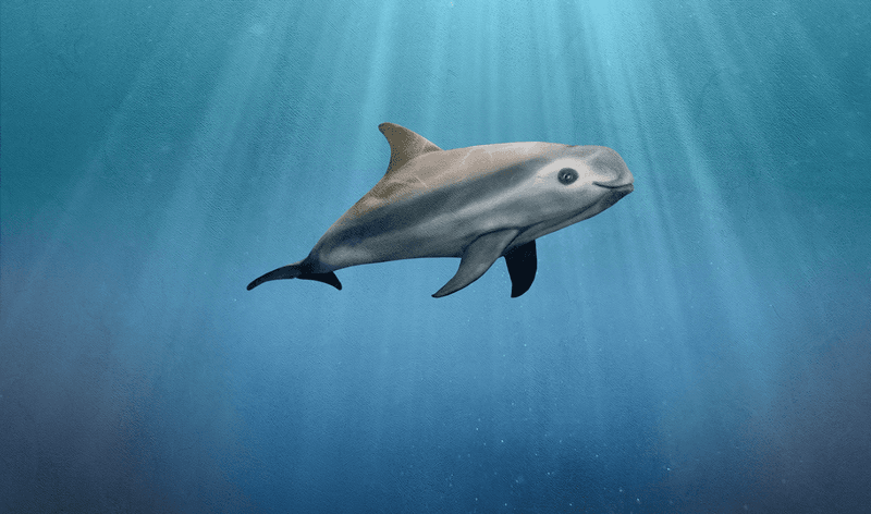 Vaquita