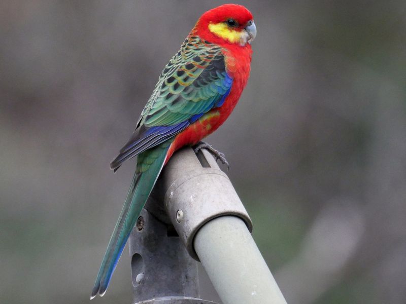 Rosella