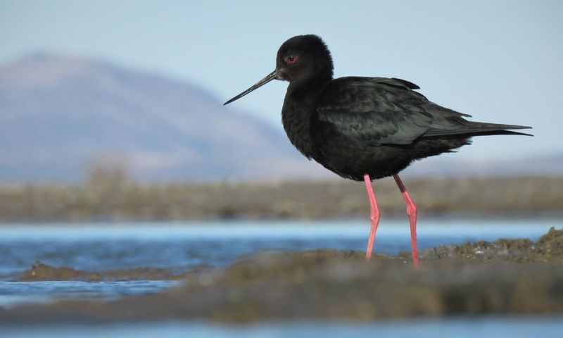 Kakī (Black Stilt)
