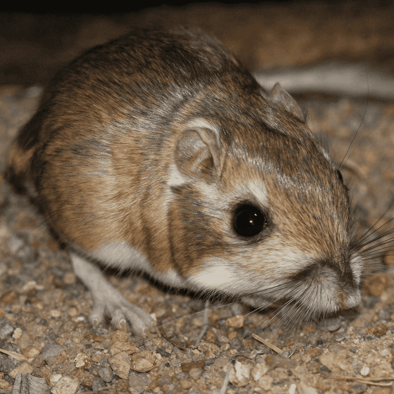 Kangaroo Rats