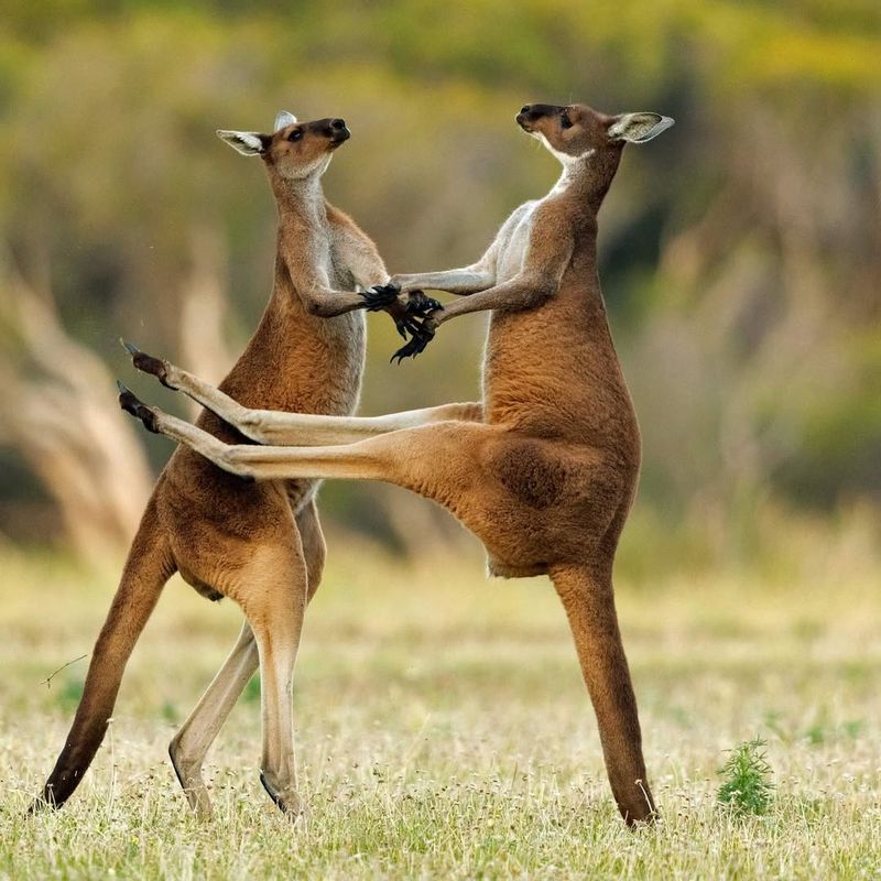 Kangaroos