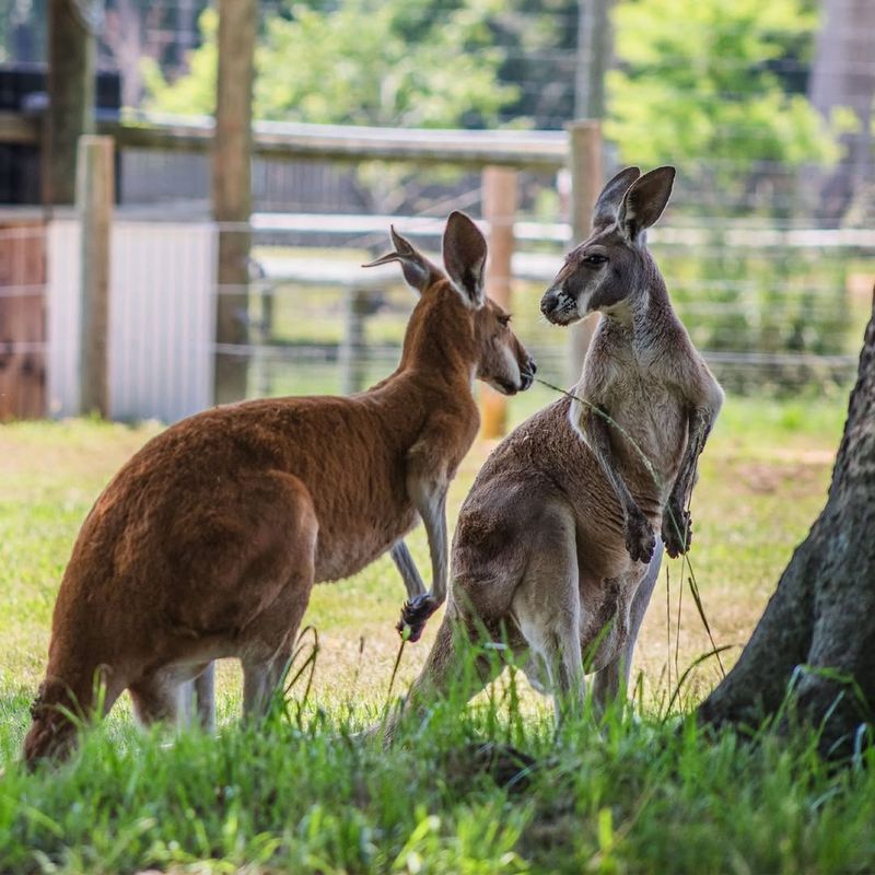 Kangaroos