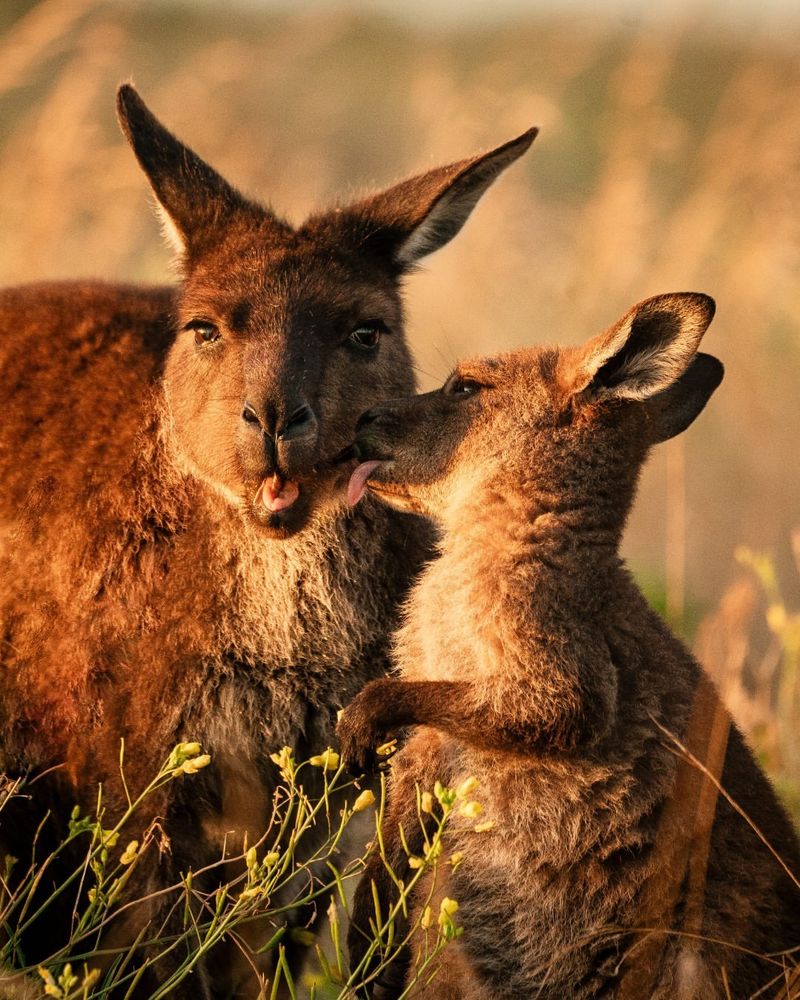 Kangaroos