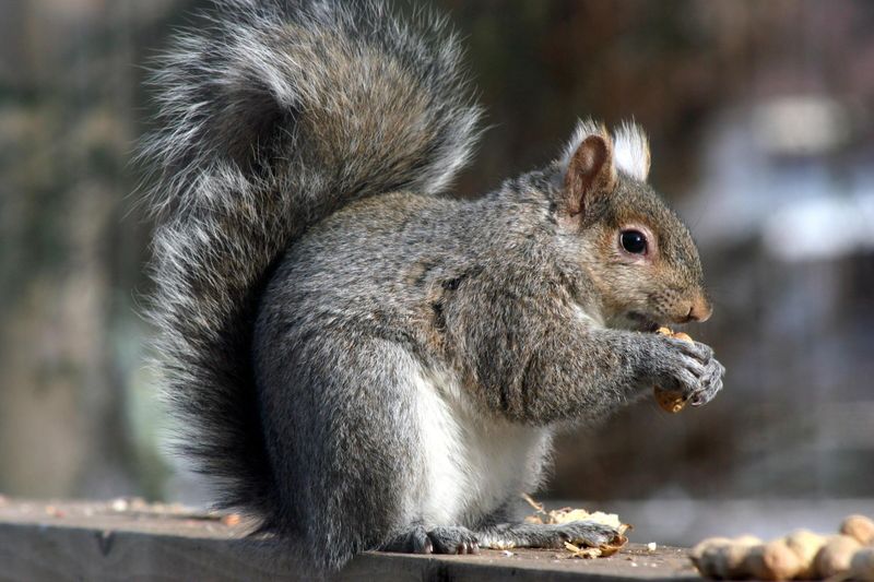 Kentucky - Gray Squirrel