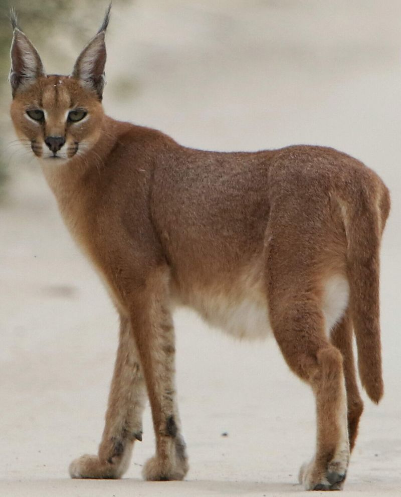 Karakal