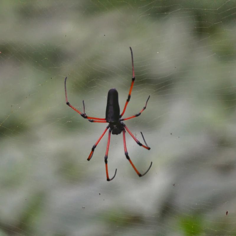 Seychelles Black Widow – The Island Resident