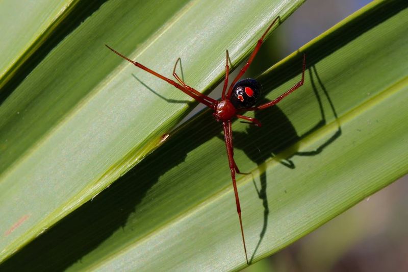 Red Widow Spider