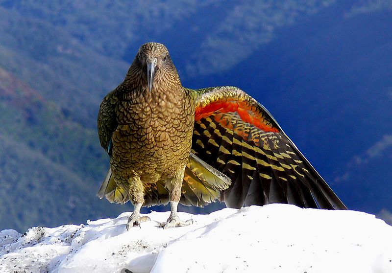 Kea