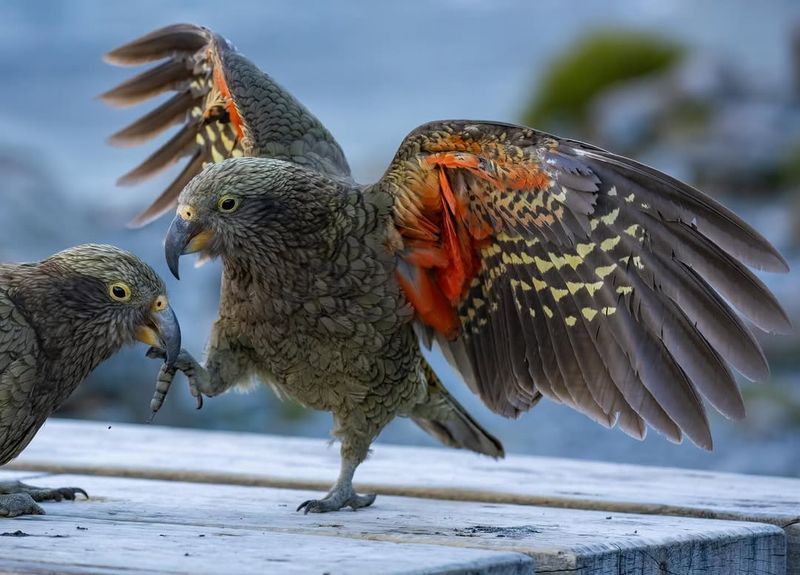 Kea