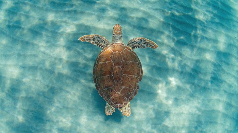 Sea Turtle