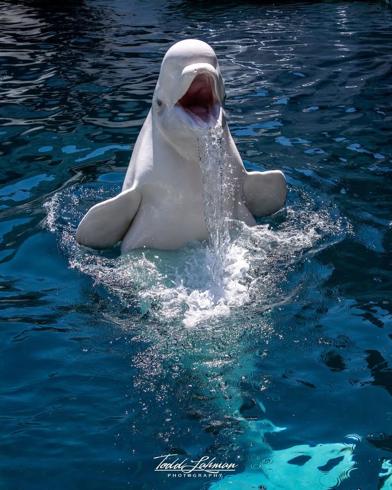 Beluga Whale