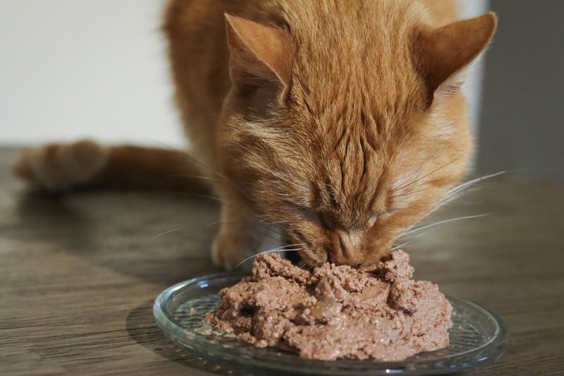 Keep Their Diet Consistent