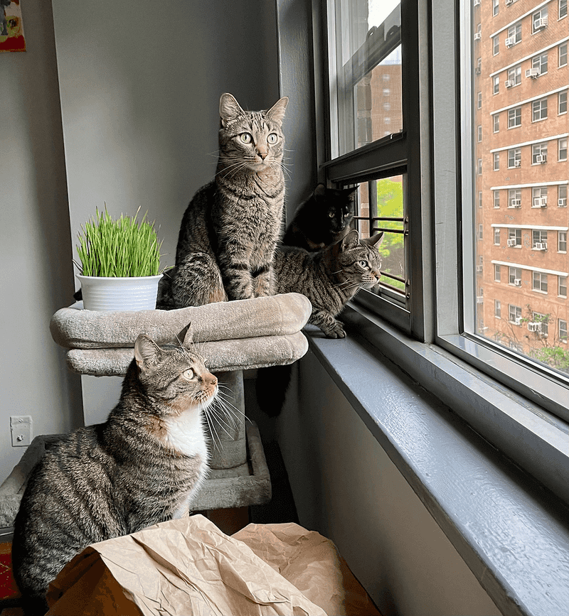 Keep Windows And Doors Secure