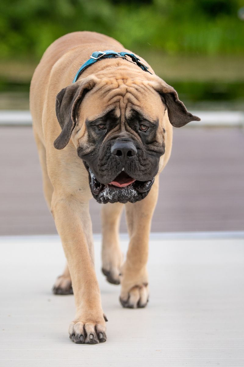 Mastiff