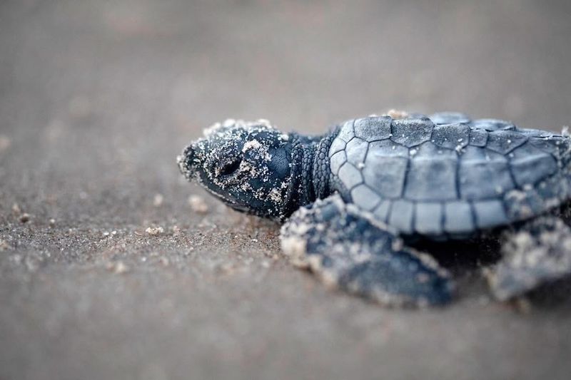 Kemp's Ridley Sea Turtle