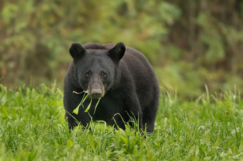 Louisiana - Louisiana Black Bear