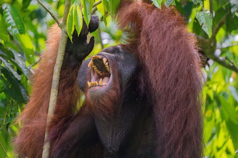 Borneo Orangutan Survival Foundation, Indonesia