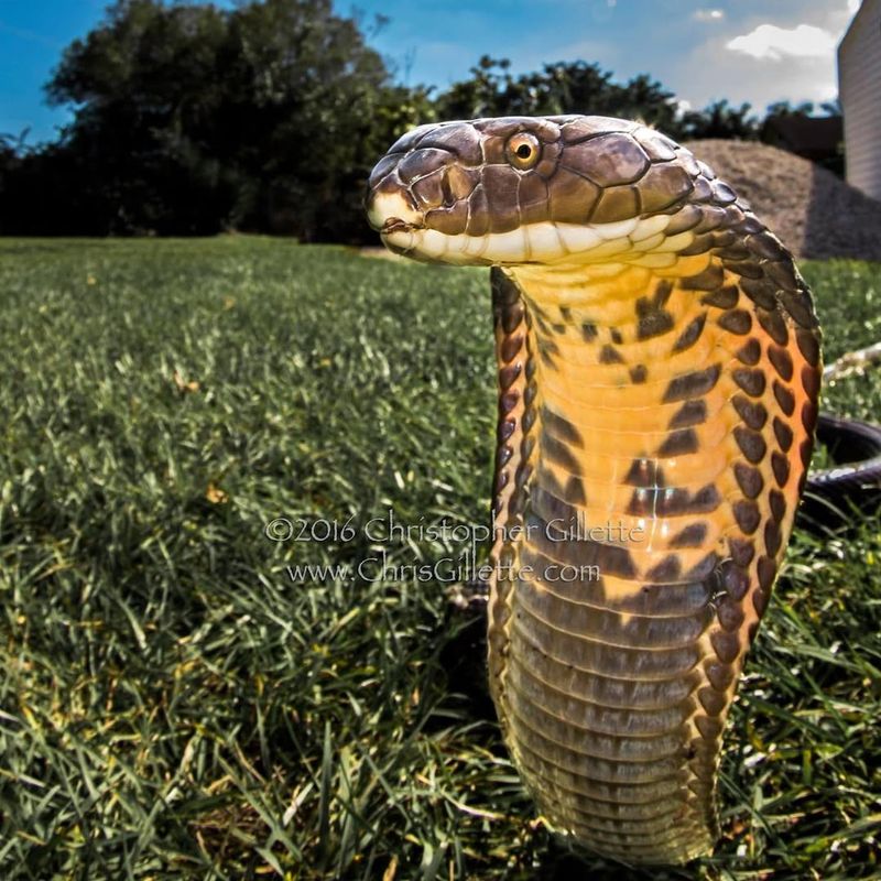 King Cobra