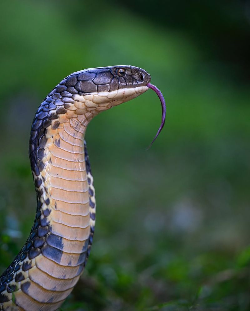 King Cobra