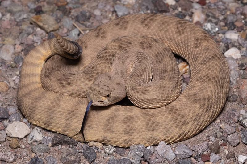 Rattlesnake