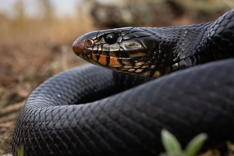 Eastern Indigo Snake