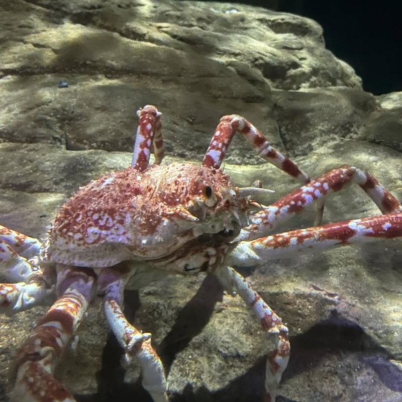King Crab