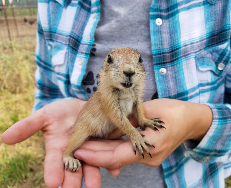 Prairie Dogs