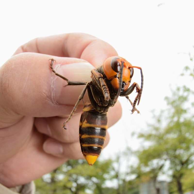 Giant Japanese Hornet