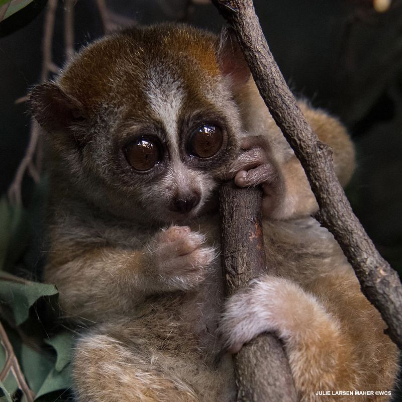 Slow Loris