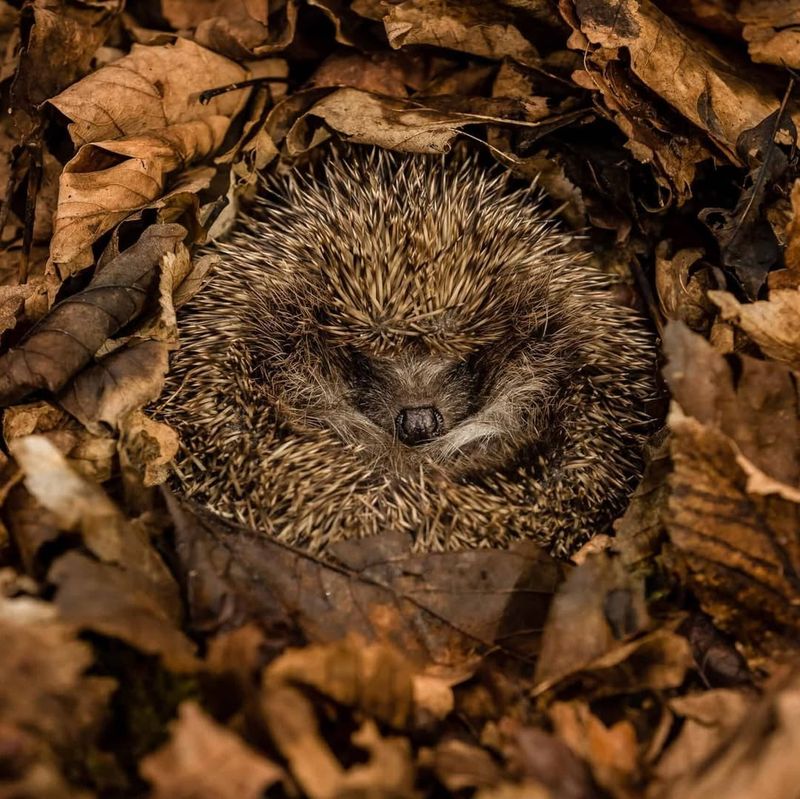 Hedgehog