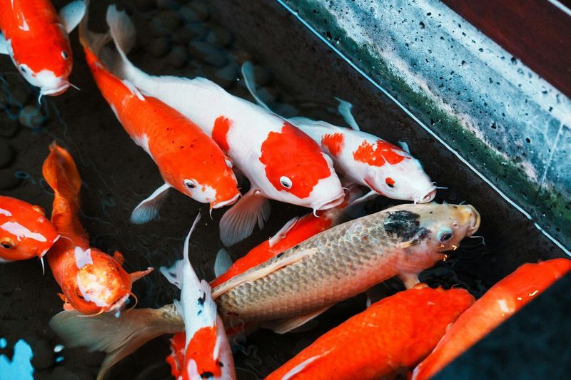 Koi Fish (Champagne Koi)