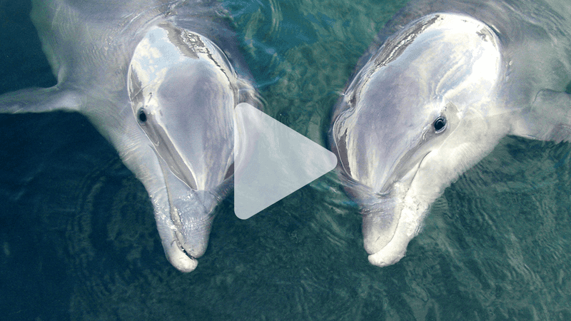 Dolphin Communication Research