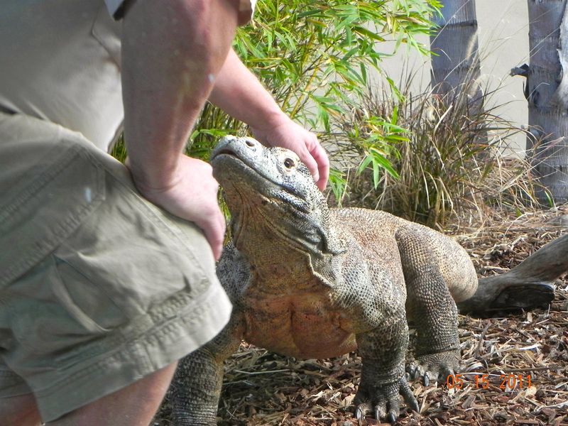 Komodo Dragon