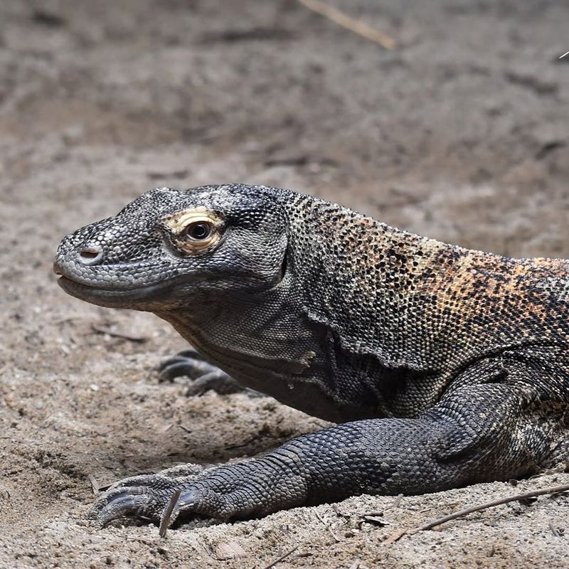 Komodo Dragon