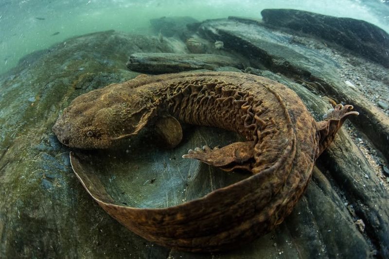 Eastern Hellbender Salamander