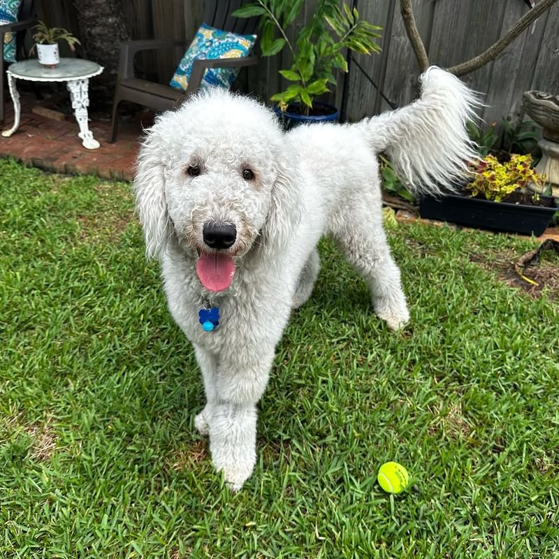 Komondor